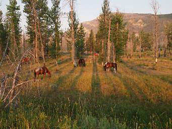 Horses by Camp