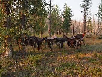 Saddle Rack