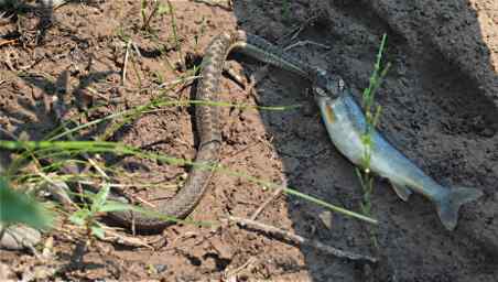 Snake trying to eat fish