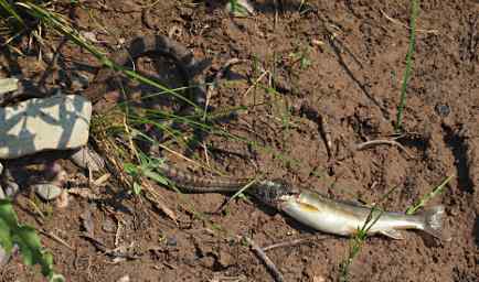 Snake trying to eat fish