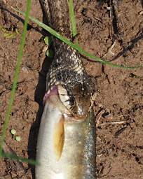 Snake trying to eat fish