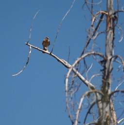 Kestrel