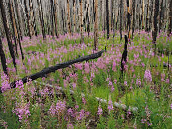 Fireweed