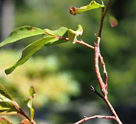 Stick mimic caterpillar