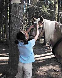 Zia braiding Scheba's forelock