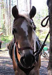 Scheba's forelock