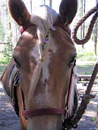 Scheba's forelock