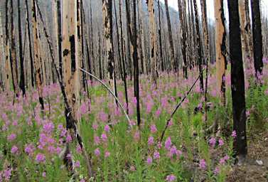 Fireweed