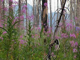 Fireweed