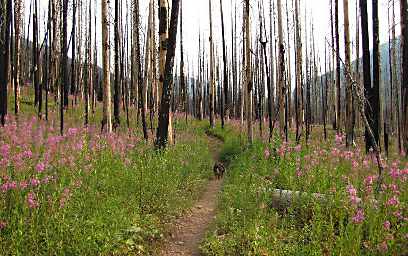 Fireweed