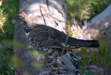 Blue Grouse