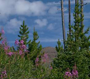 Fireweed