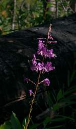 Fireweed