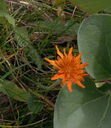 Flower Orange Xxx