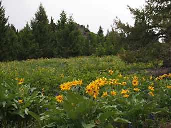 Mules Ears (Arrowleaf Balsamroot