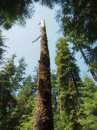 Rainforest, snag with mushrooms