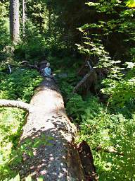 Dona on Big Log