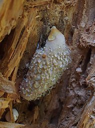 Fungus covered with Dewdrops