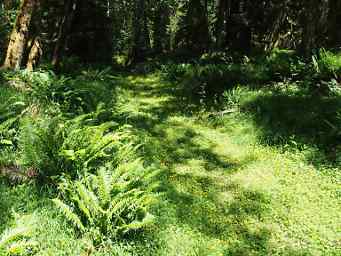 Moss Carpet