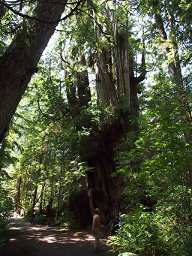 Big Cedar Tree