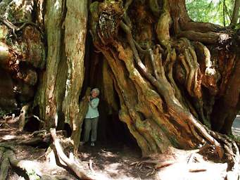 Dona inBig Cedar Tree