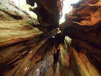 Inside the Big Cedar Tree