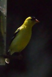 American Goldfinch