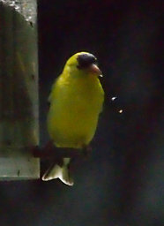 American Goldfinch