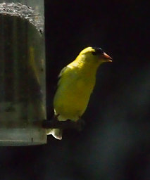 American Goldfinch