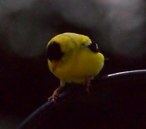 American Goldfinch