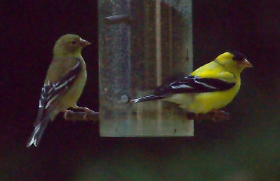 American Goldfinch