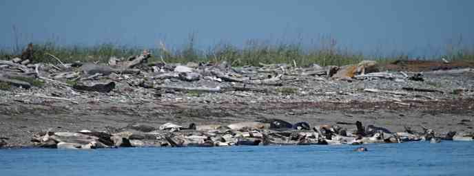 Seals