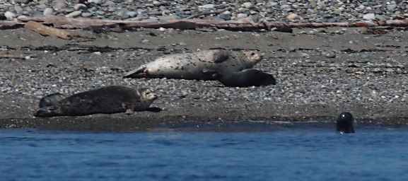 Seals