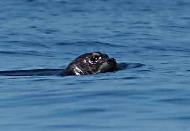 Seals