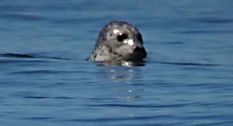 Seals