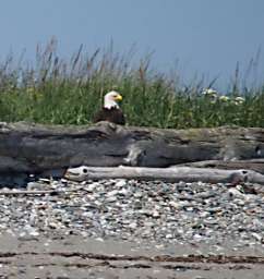 Bald Eagle