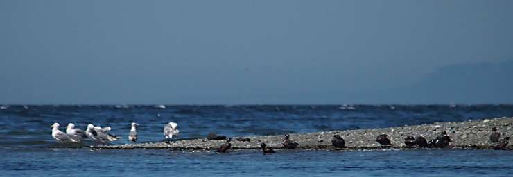 Some kind of Gull and maybe Harlequin Ducks