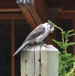 Scrub Jay