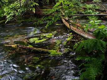 Creek with Moss