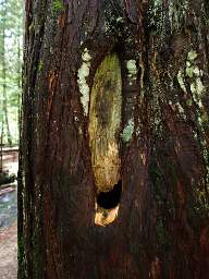 Knothole