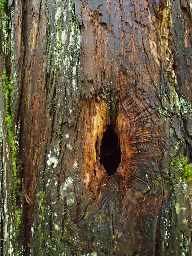 Knothole