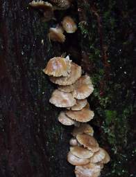 Fungi