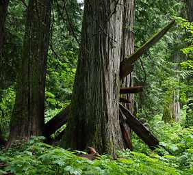 Ross Creek Cedars