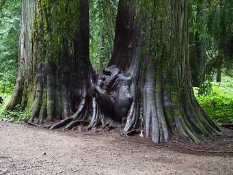 Ross Creek Cedars