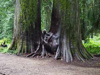 Dona, Ross Creek Cedars