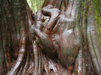 Burl, Ross Creek Cedars