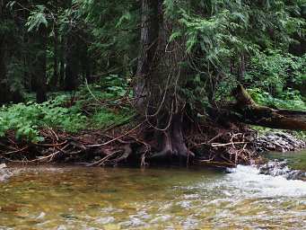 Ross Creek Cedars