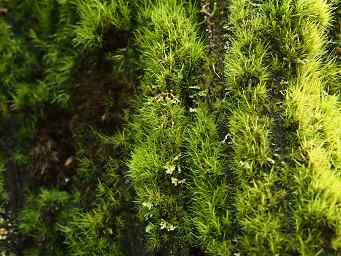 Moss, Ross Creek Cedars