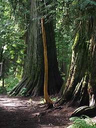 Tiny Snag, Ross Creek Cedars