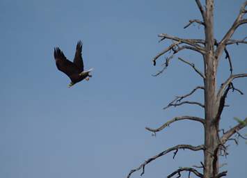 Bald Eagle